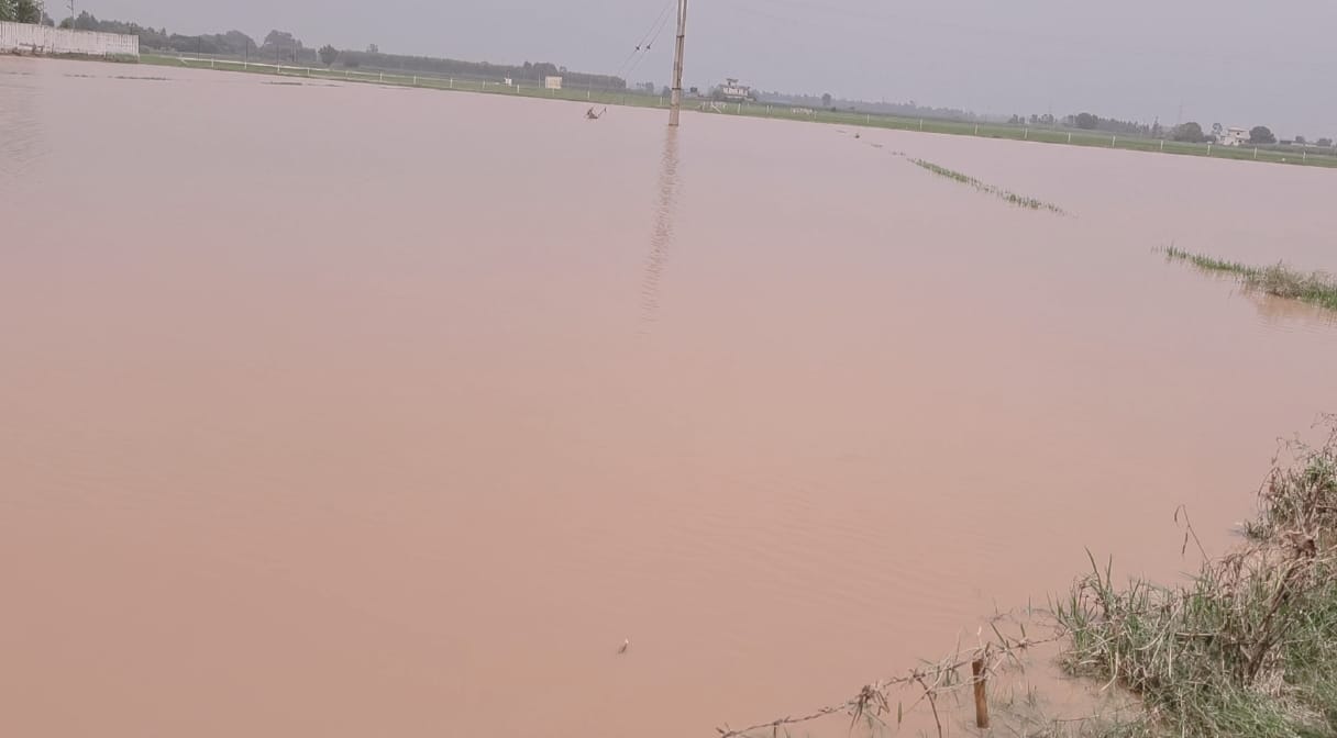 तंदवाल और घेलड़ी सहित कई गांवों में डूबी फसल