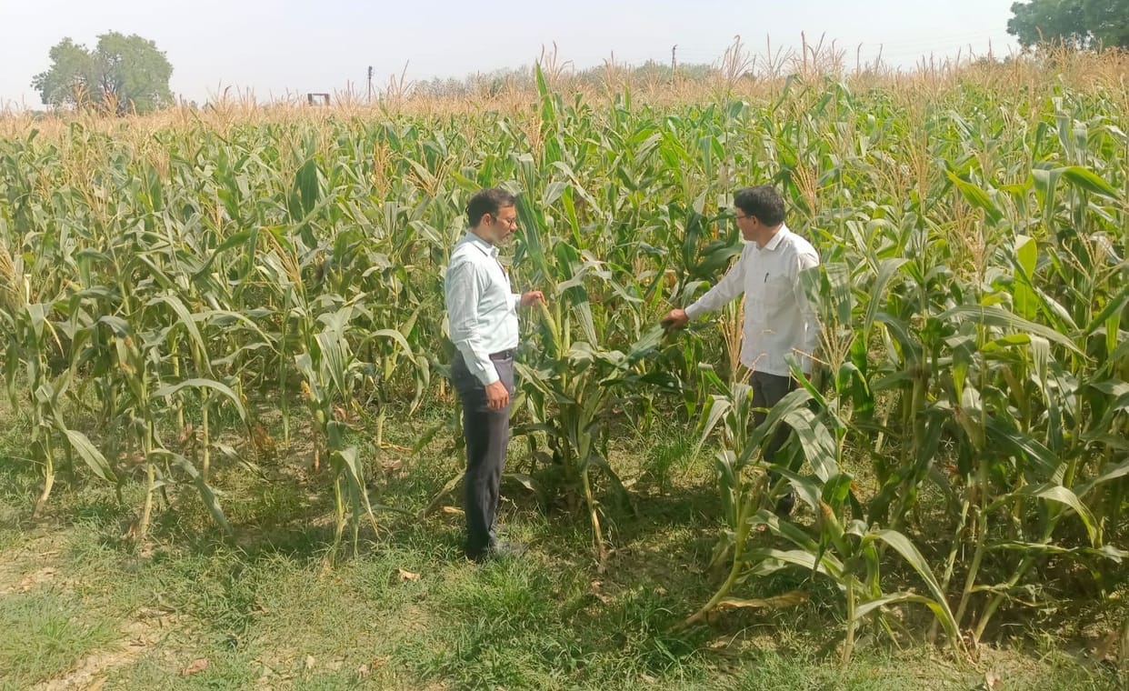Increased demand for ethanol; government to procure maize