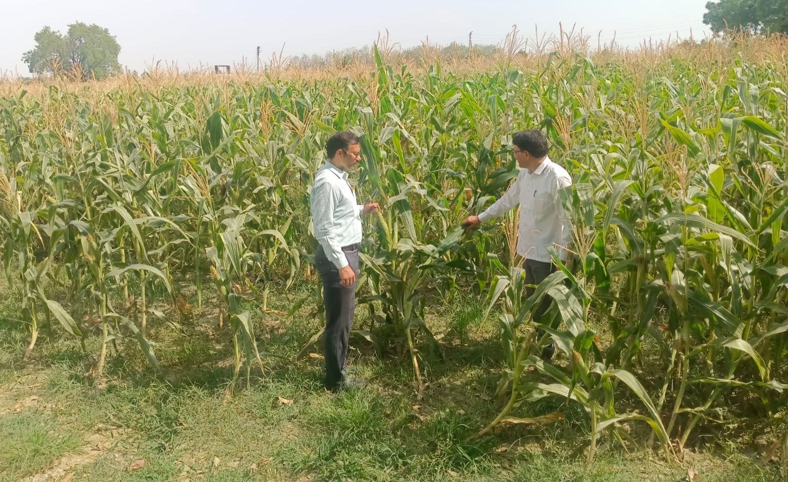 ऊंचाहार क्षेत्र में मक्का कीखेती का जायजा लेते जिला कृषि अधिकारी अखिलेश कुमार पांडेय। 