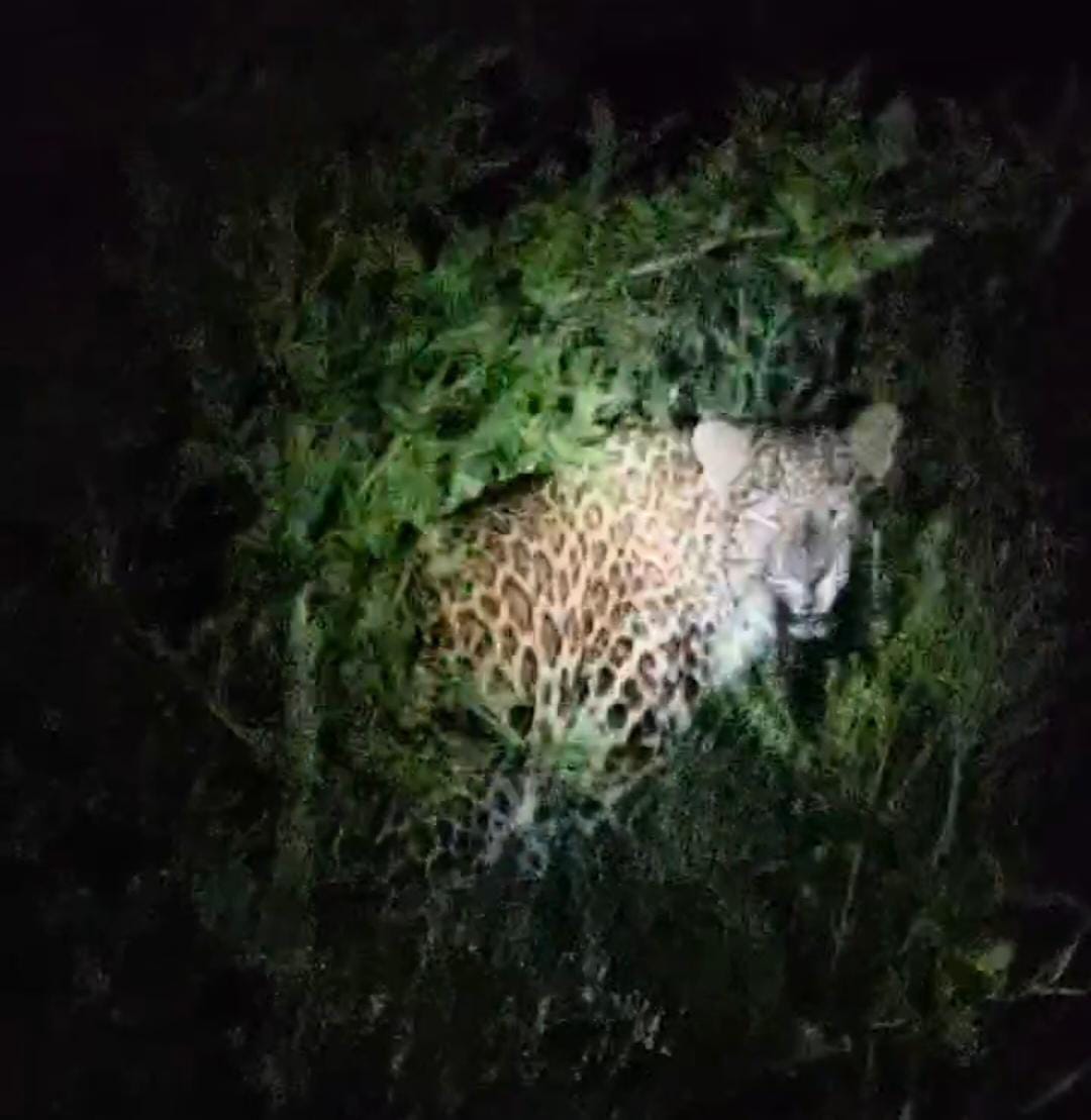 Leopard video goes viral on social media; no pugmarks found during investigation.