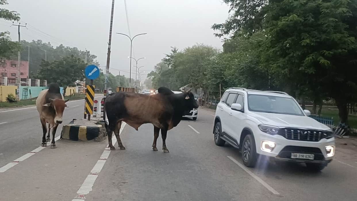 Problem of stray cattle persists ahead of Prime Minister's visit to Jind.