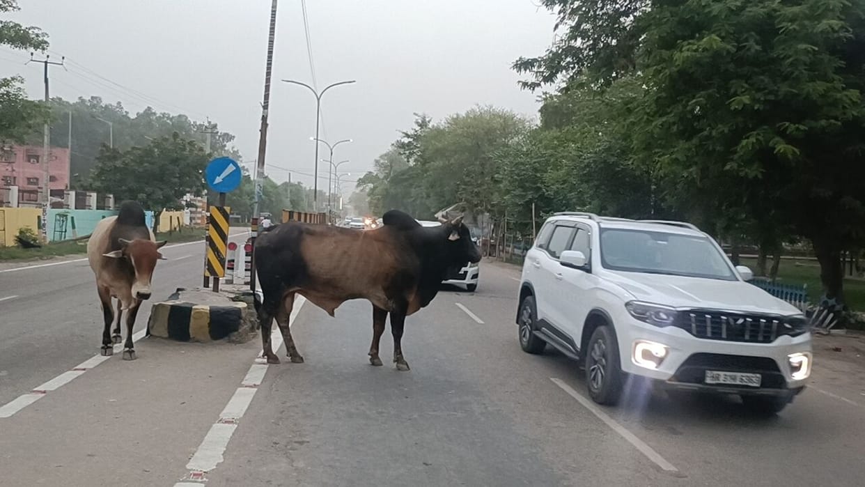 Problem of stray cattle persists ahead of Prime Minister's visit to Jind.