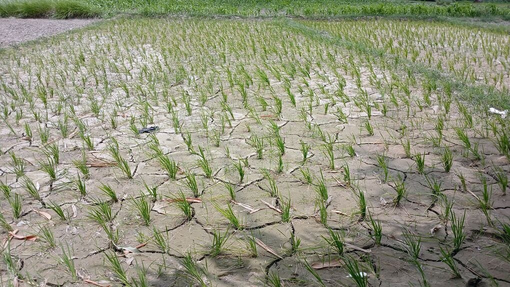 Slow monsoon pace leads to rising heat; Kharif crops at risk.