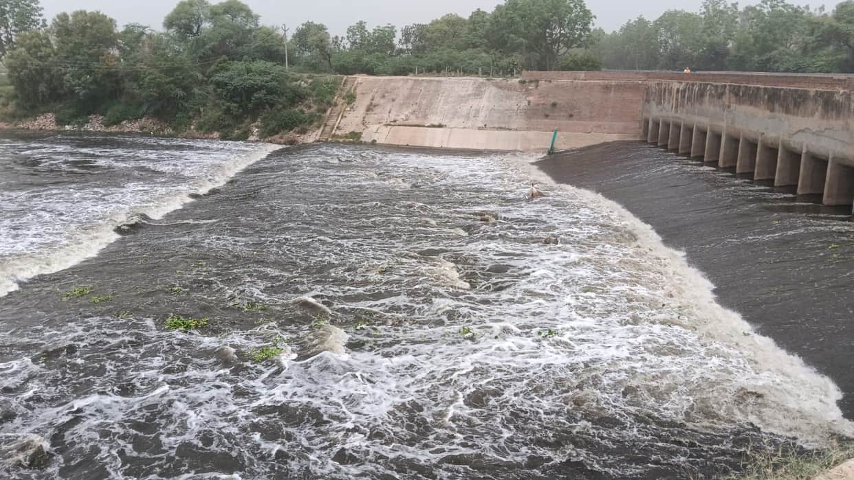 Water flows in the dry river... Ghaggar's water volume quadruples, bringing relief to farmers