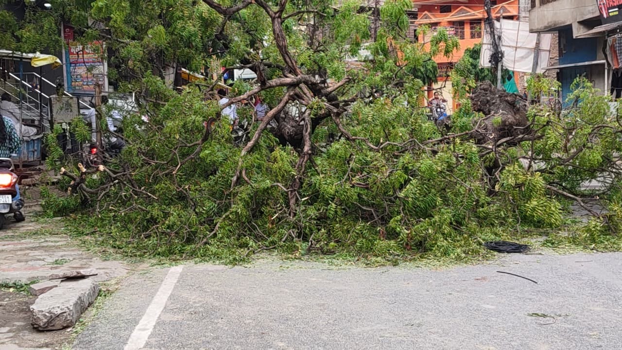 नगर के आर्यसमाज रोड पर गिरा नीम का पेड़।संवाद
