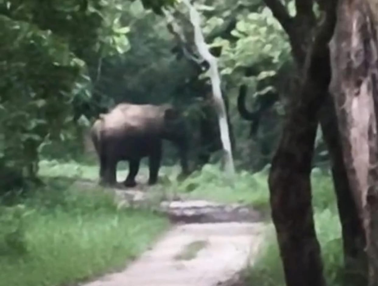 Panic in Katarniaghat following the arrival of 20 elephants.