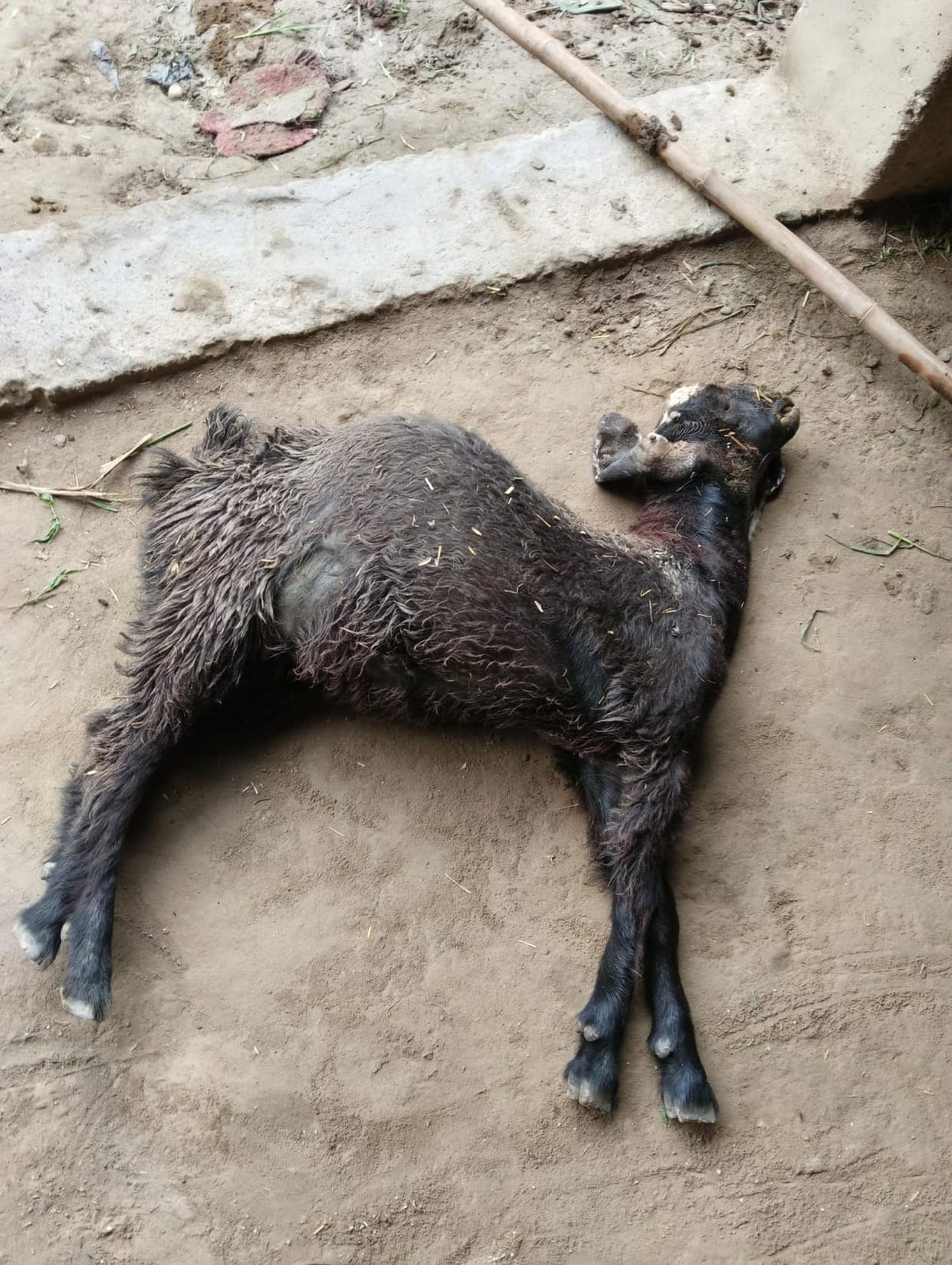 Leopard attacks seven goats; five killed.