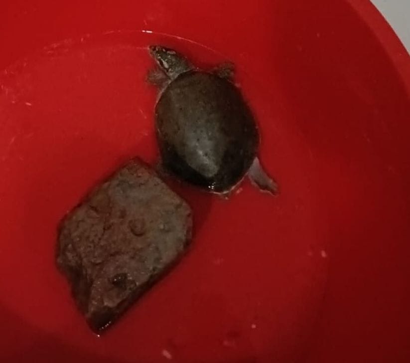 Turtle found in a house in Parwanoo's Sector-4; Forest Department sends it to Renuka Lake.