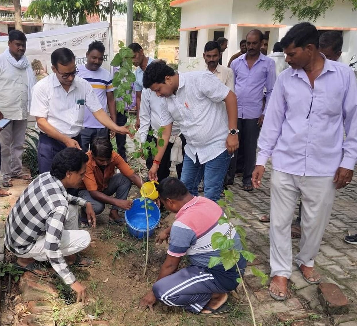 plantation compaign