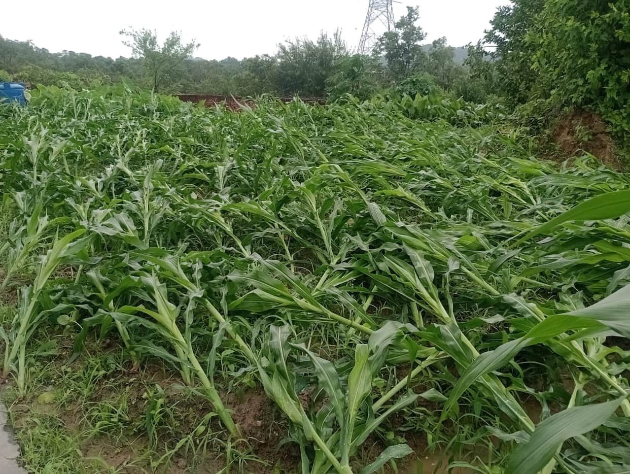 Rain and storms have left maize crops scattered across fields, raising concerns for farmers.