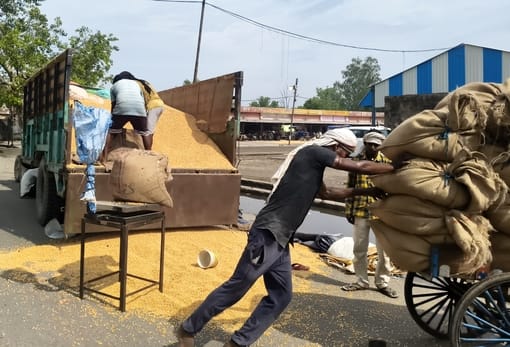 Government procurement of maize halted; farmers forced to sell at throwaway prices in the market.