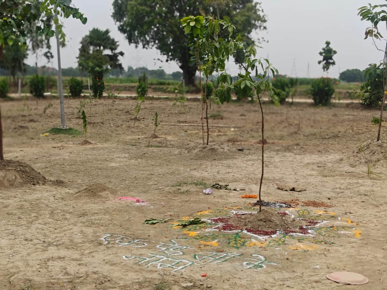 The minister's plants did not receive tree guards, were not watered in some areas, and were grazed by animals in others.
