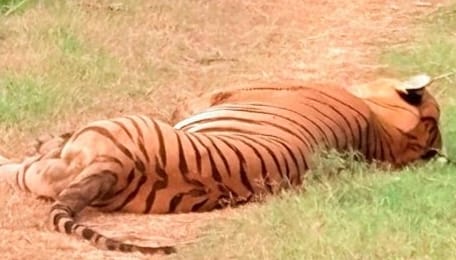 The tiger found dead in Maheshpur range had died due to infection in its wound