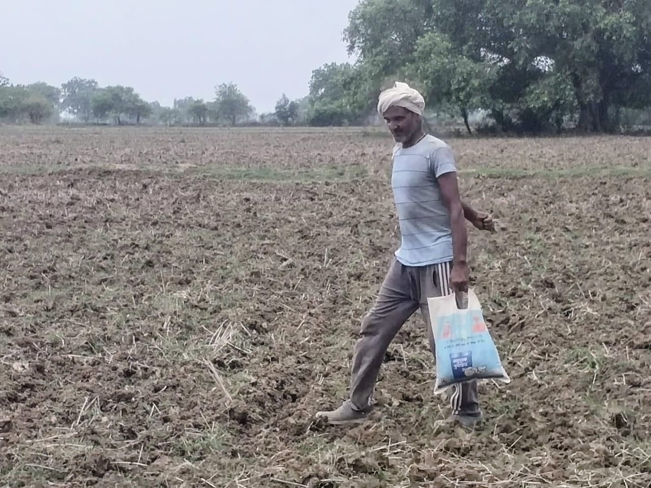 फोटो-12 - तिंदवारी कस्बे में तिल की बोआई करता किसान। संवाद