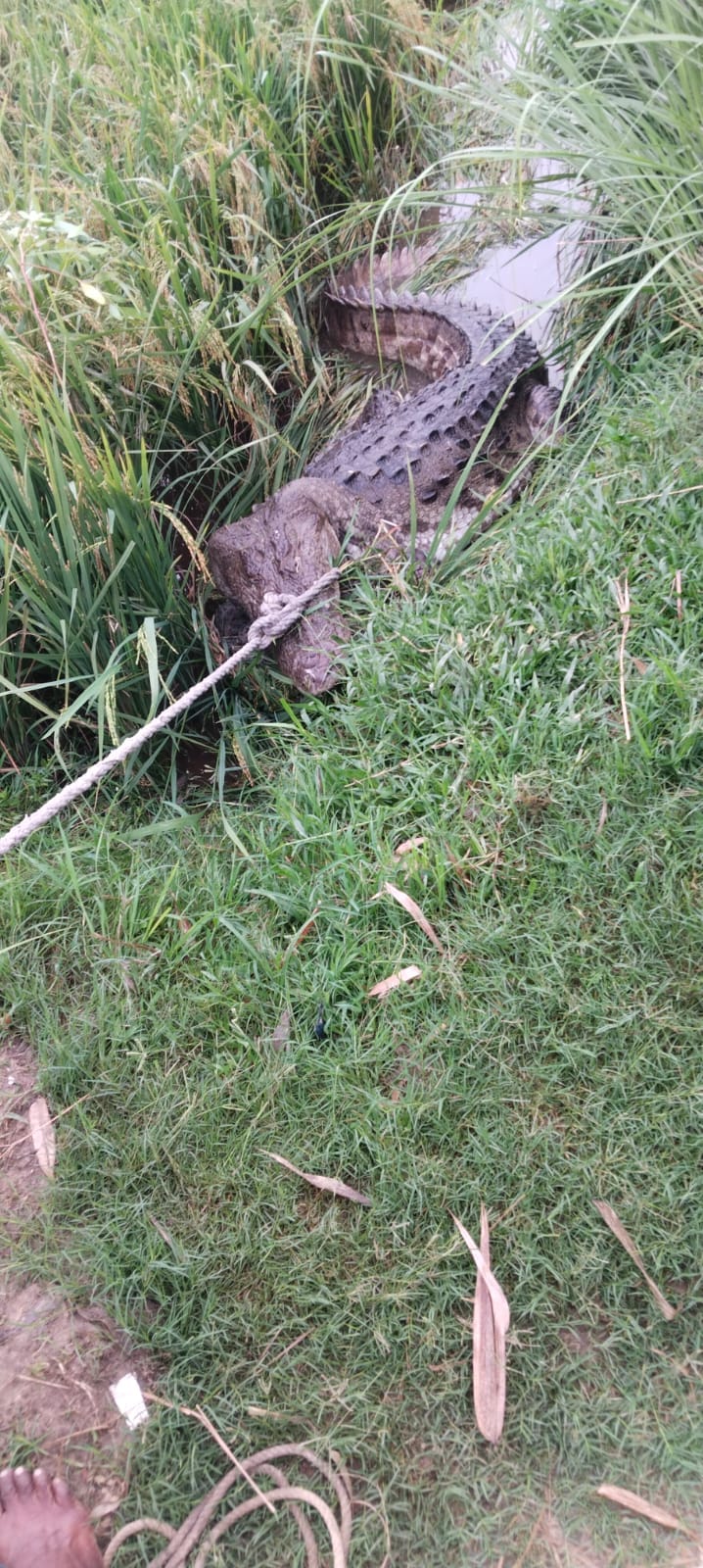Villagers injured while trying to catch crocodile that entered the populated area