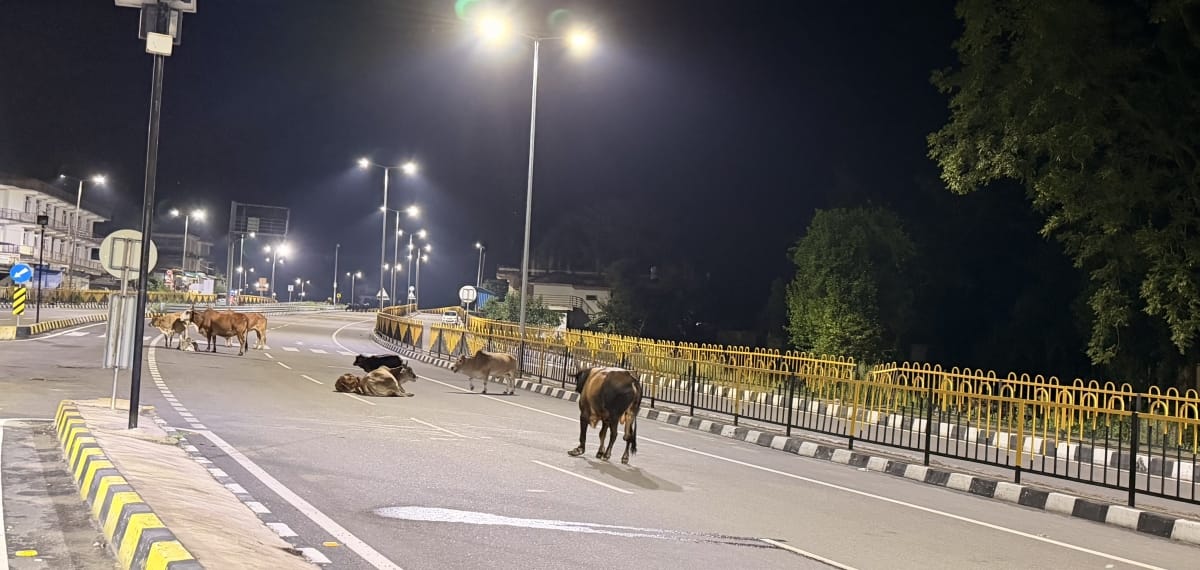 Stray animals camp on the Kachhiyari four-lane road.