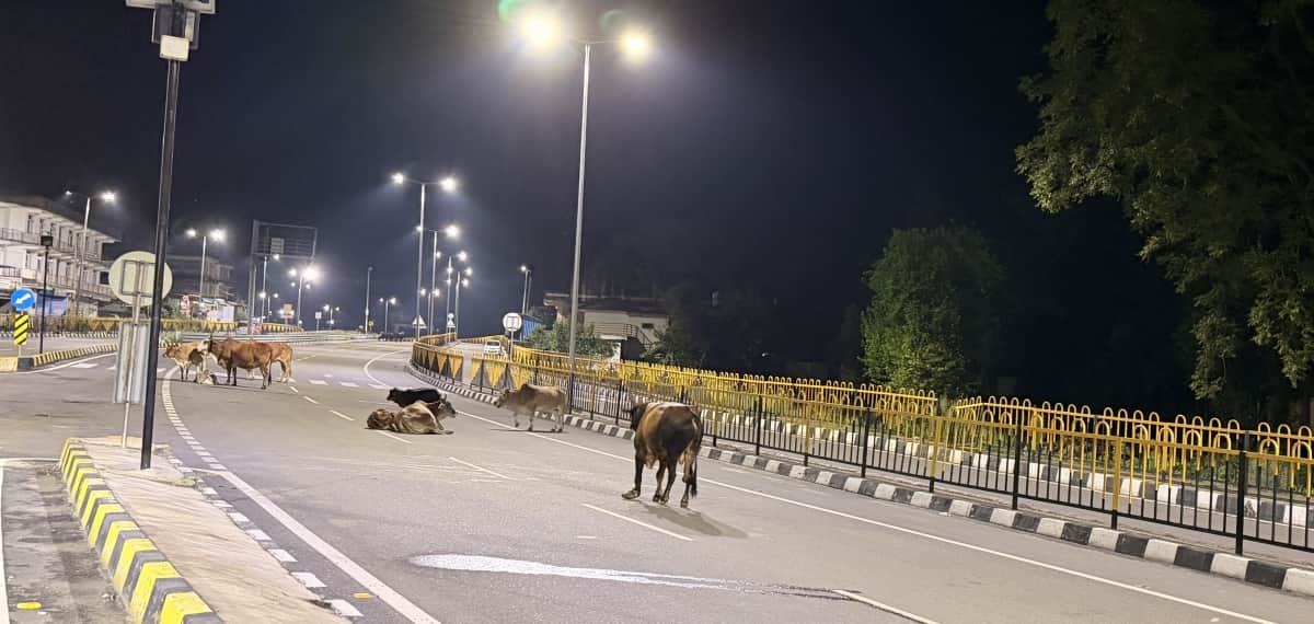 कछियारी फोरलेन पर बैठे बेसहारा पशु। संवाद