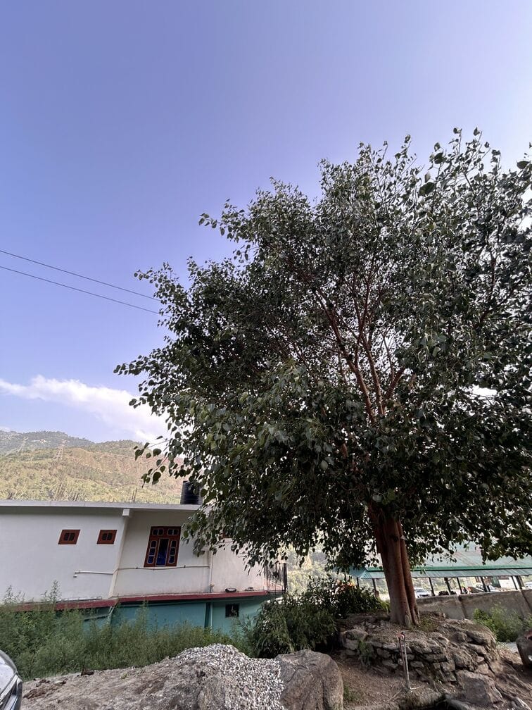 Wires were strung through the trees in Khegsu.