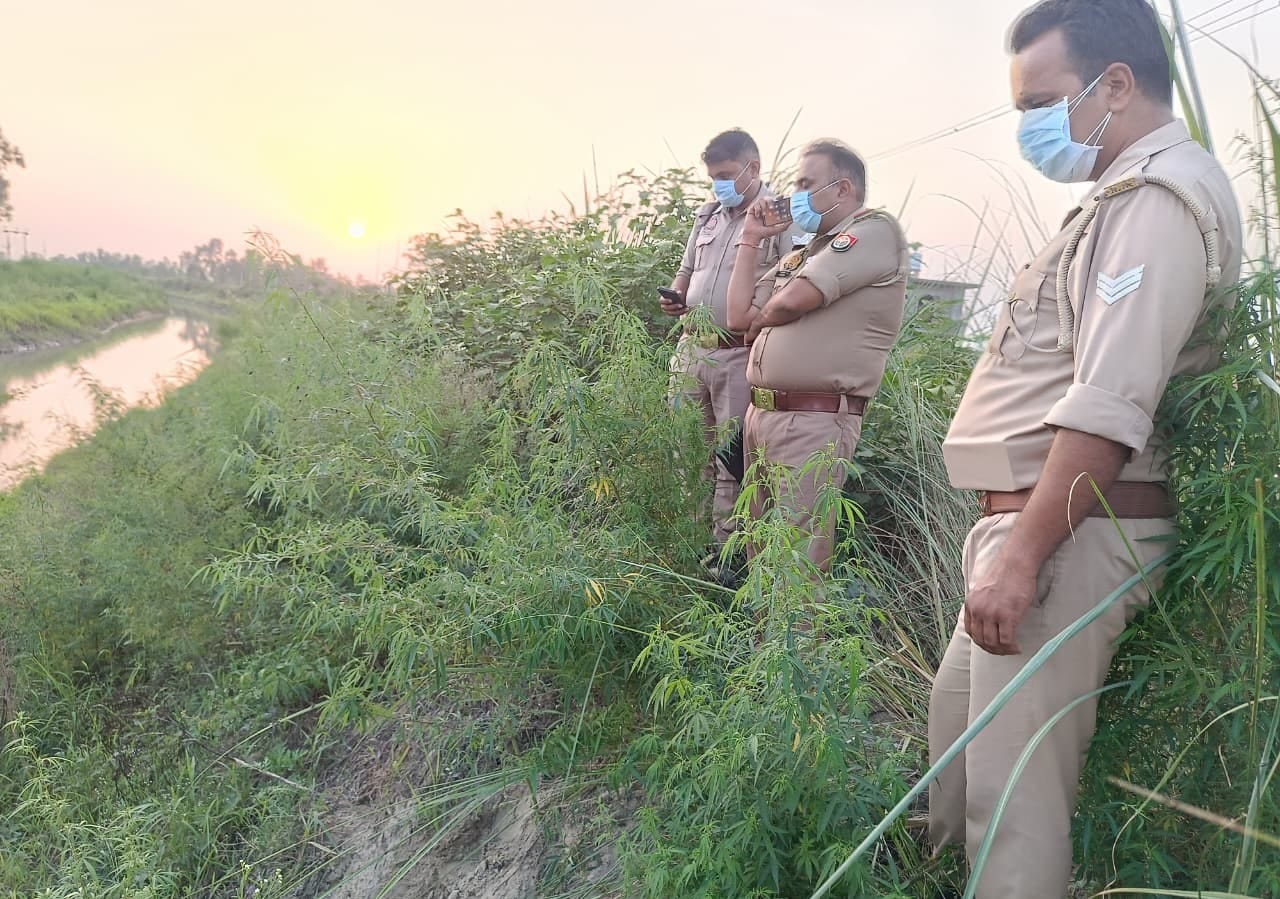 नजीबाबाद-नहर पटरी मार्ग पर झांड़ियों में पड़े शव को देखती पुलिस। संवाद