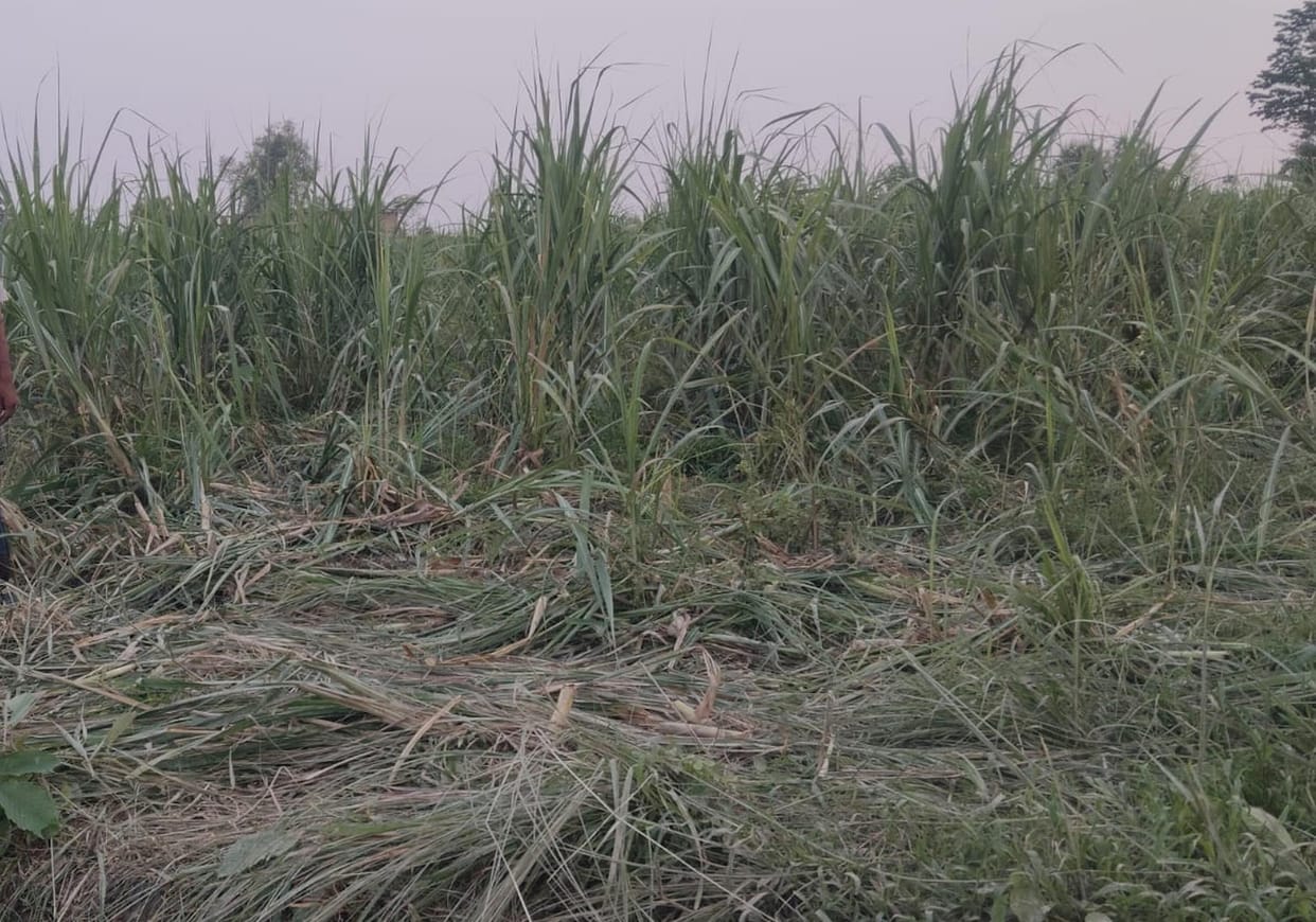 Herd of elephants tramples sugarcane and paddy crops.