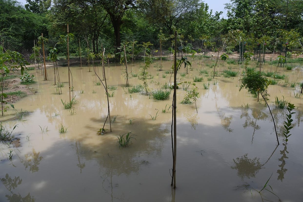 Water accumulated where the Chief Minister had planted saplings.