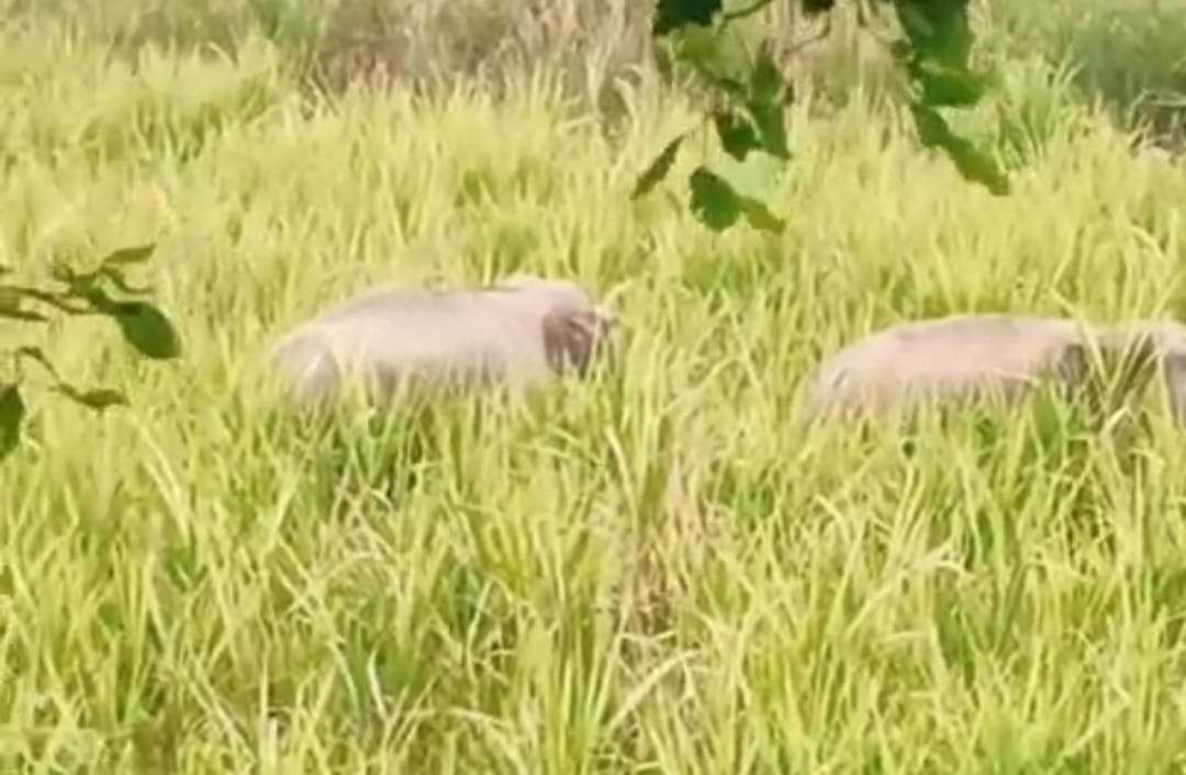 Increased elephant presence in PTR; concerns arise regarding both conservation and conflict.