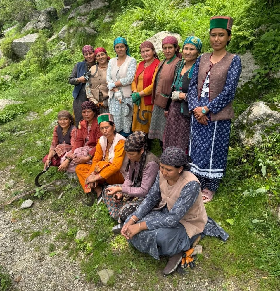 People uprooted cannabis plants in Kinfi.