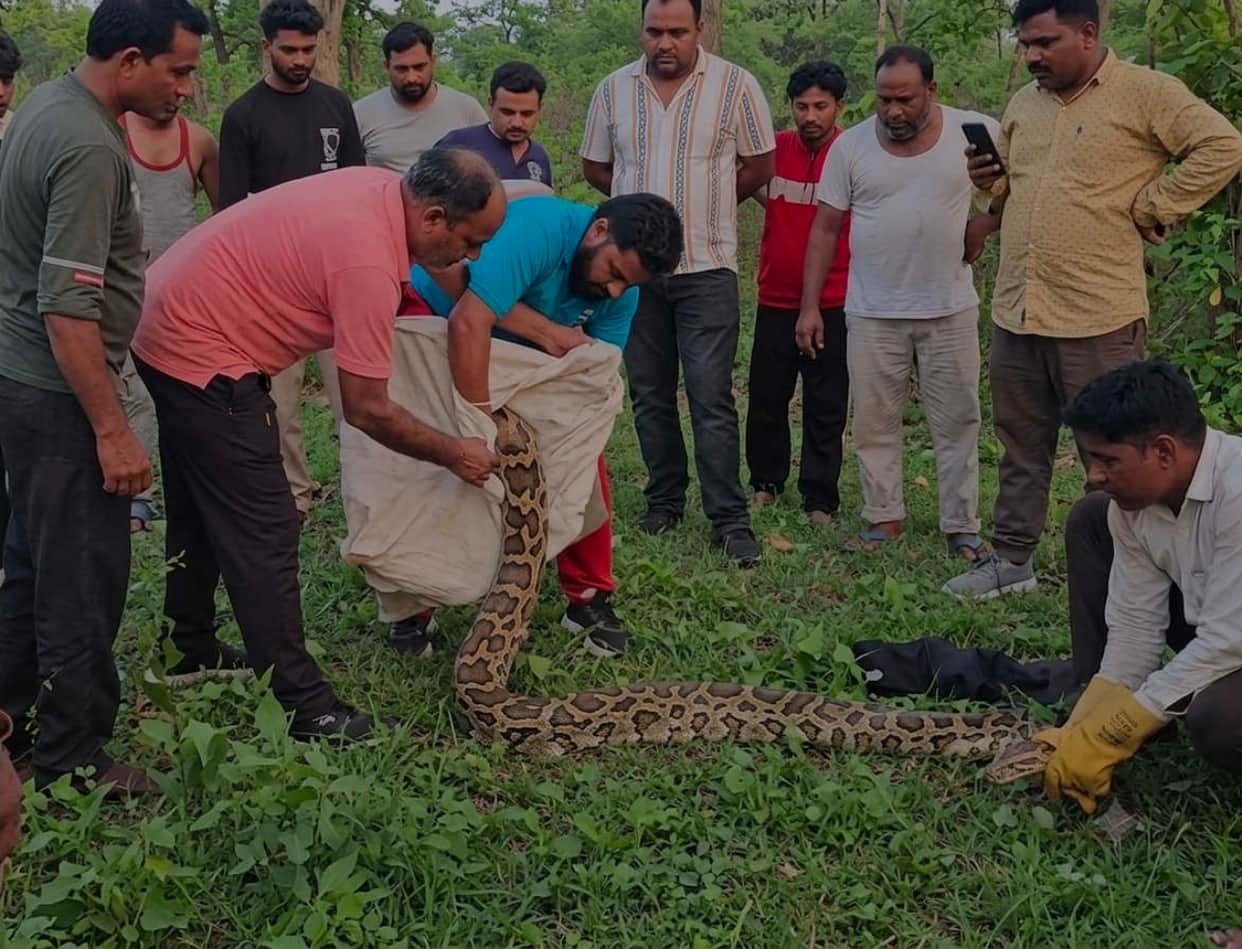 15-foot-long python swallowed a baby goat