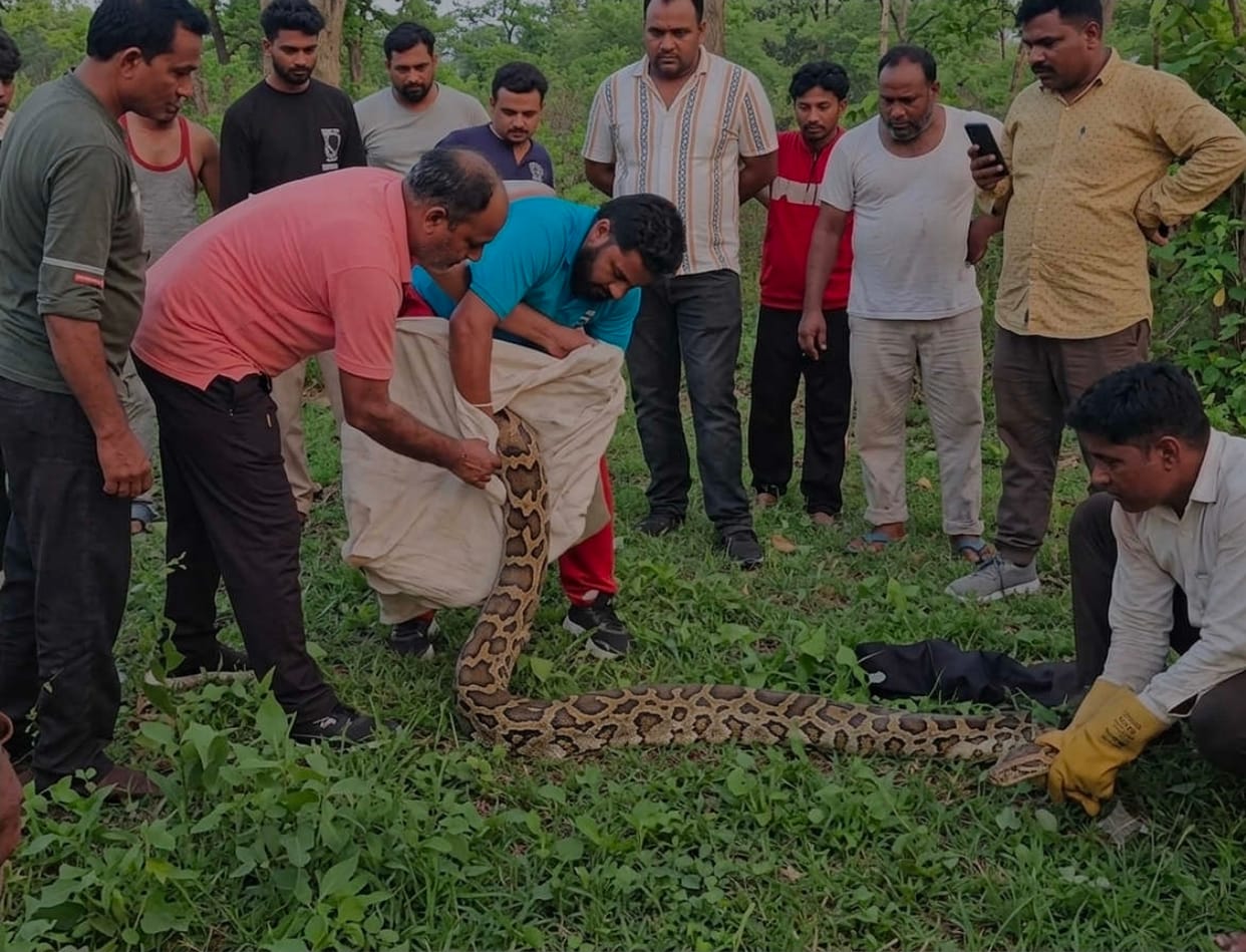 15-foot-long python swallowed a baby goat