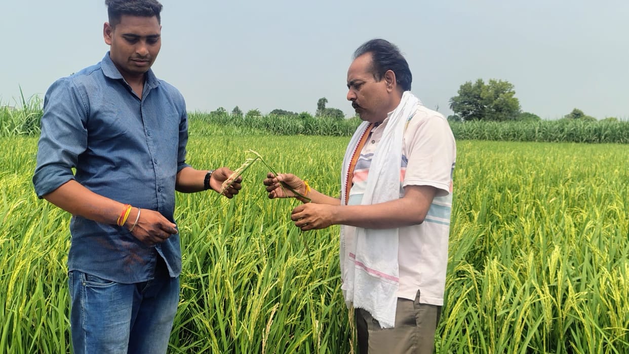 Infestation of stem borer and leaf folder in paddy