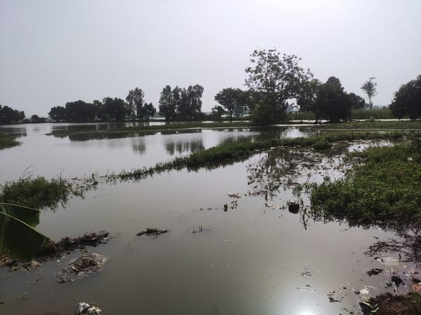 Hundreds of acres of paddy submerged due to erosion in the Sengar River