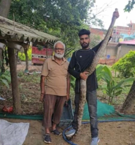 फार्म हाउस में अजगर का रेस्क्यू करते फोटो।