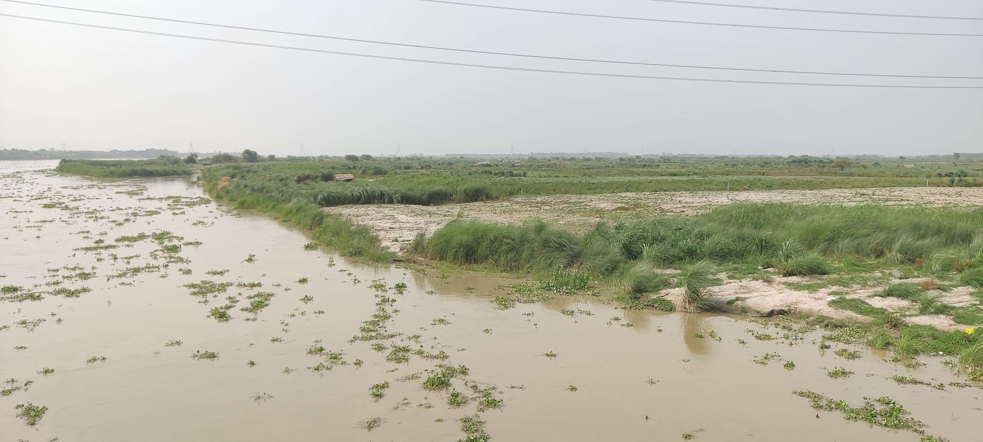 फोटो-24- परियर क्षेत्र में जलस्तर बढ़ने से खेतों के पास पहुंचा गंगा नदी का पानी। संवाद