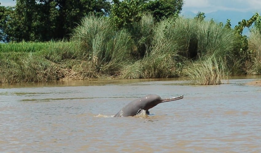 Nepal: Dolphins return to Karnali and Mohana