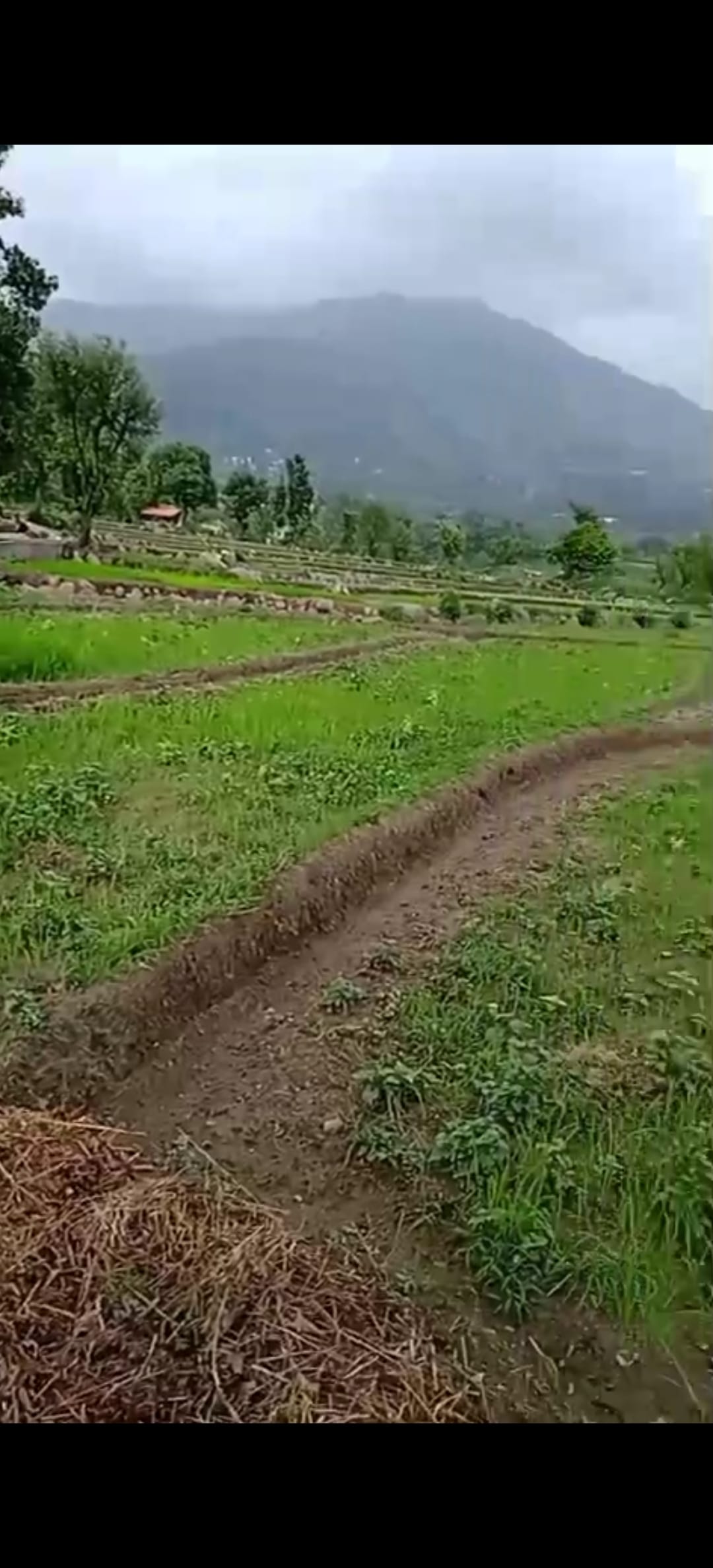 कामला में सूखे पड़े धान के खेत : ग्राउंड रिपोर्ट के साथ