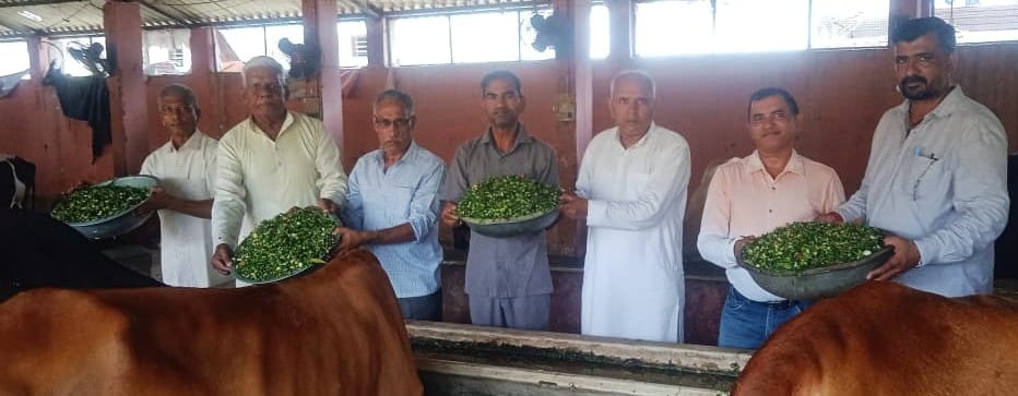 Cow service was done at Geetadham Gaushala on Ashadha Halaharini Amavasya