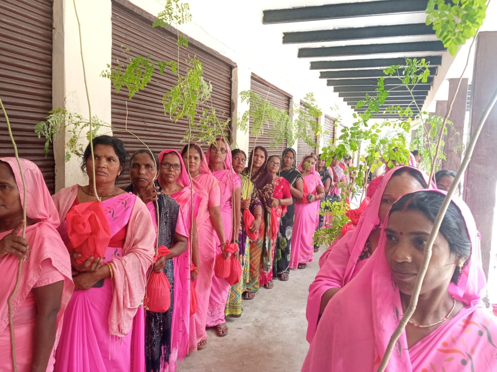 खेतासराय आंगनवाड़ी केंद्र पर वितरित किए गए सहजन के पौधे। स्रोत-आंगनवाड़ी कार्यकर्ता