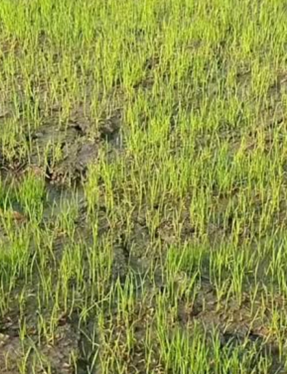 Paddy transplantation stalls due to erratic monsoon