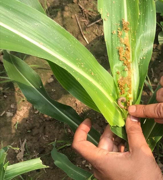 Outbreak of caterpillar infestation in maize crops in BBN.