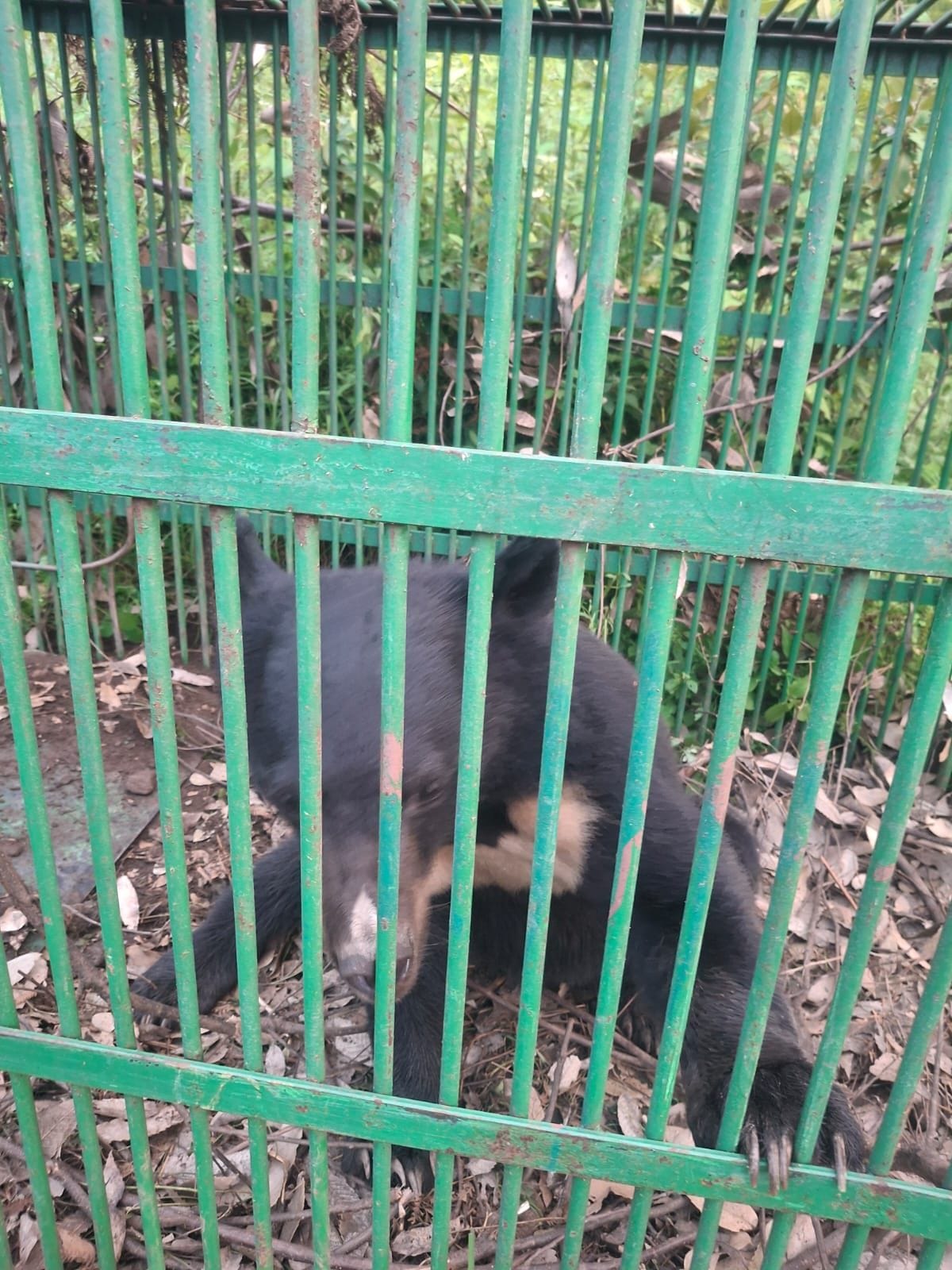 Bear captured in Sarahan, Ravi, after a month of terror.