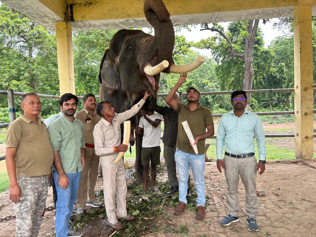 The tusks of four state elephants were cut for safety