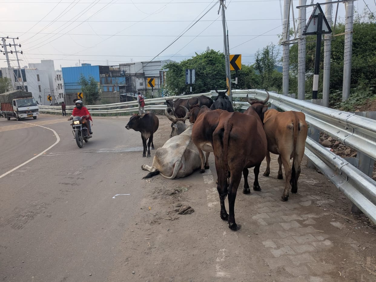 Stray cattle being abandoned on the roads in BBN.