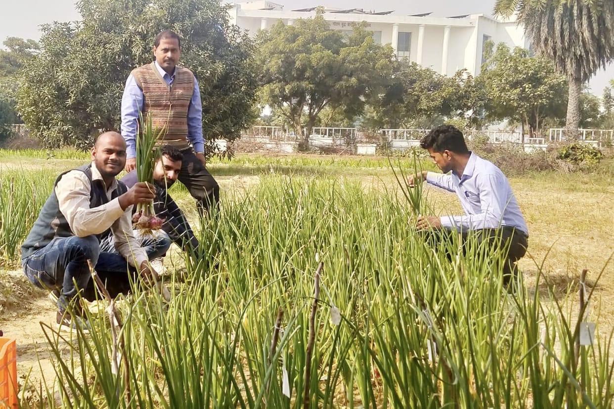 Onion cultivation will now take place year-round; profits will increase