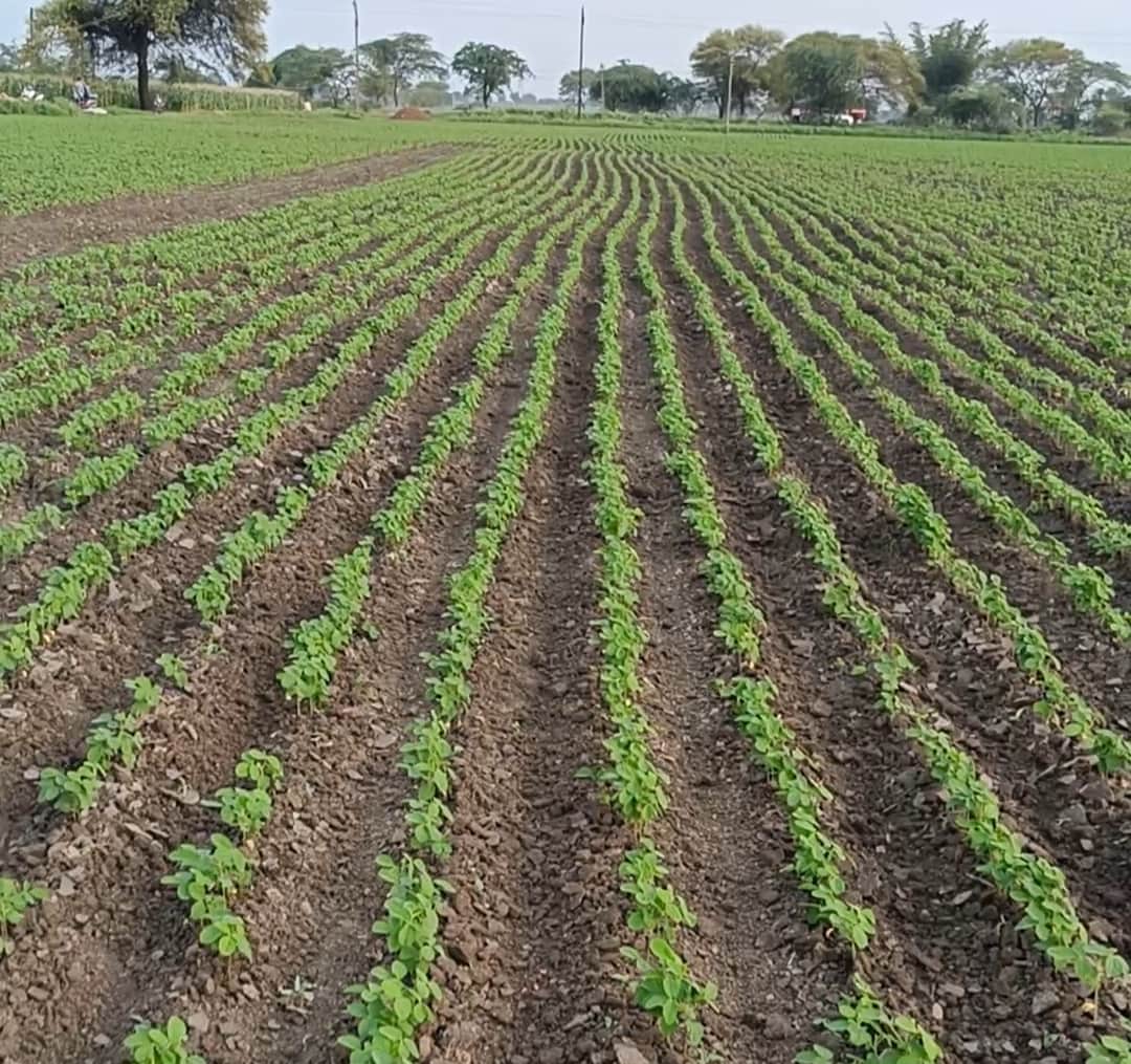 Ratlam has been declared an El Niño-affected district; sowing is 98 percent complete
