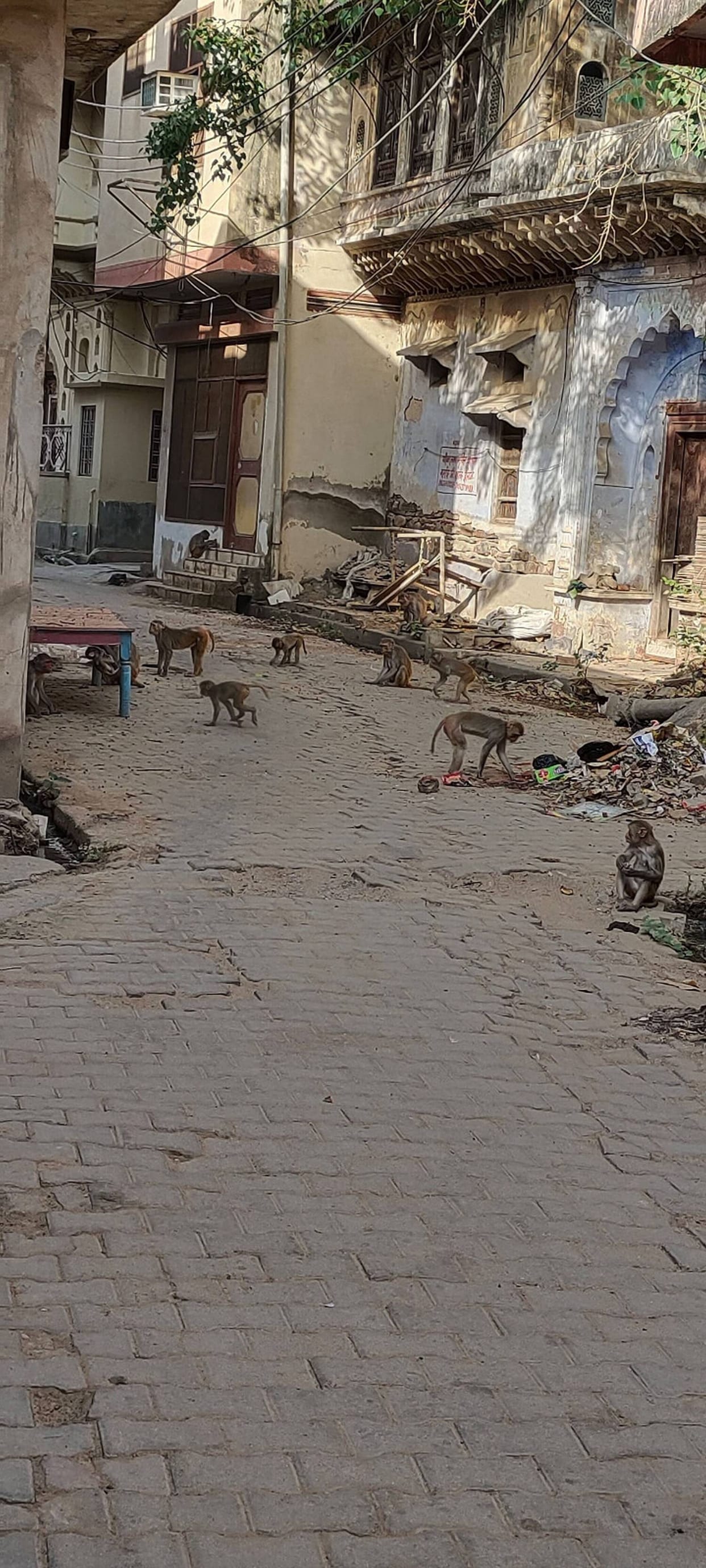 A monkey-catching drive was conducted one day, but then the team vanished from the field.