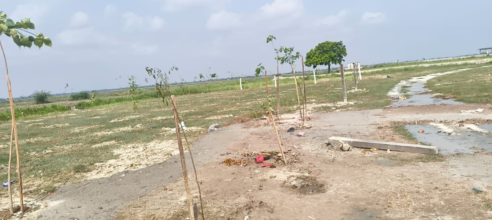 गंभीरवन के एसकेपी मैदान में बिना सुरक्षा के मंत्री एके शर्मा की ओर से लगाए गए पौधे।