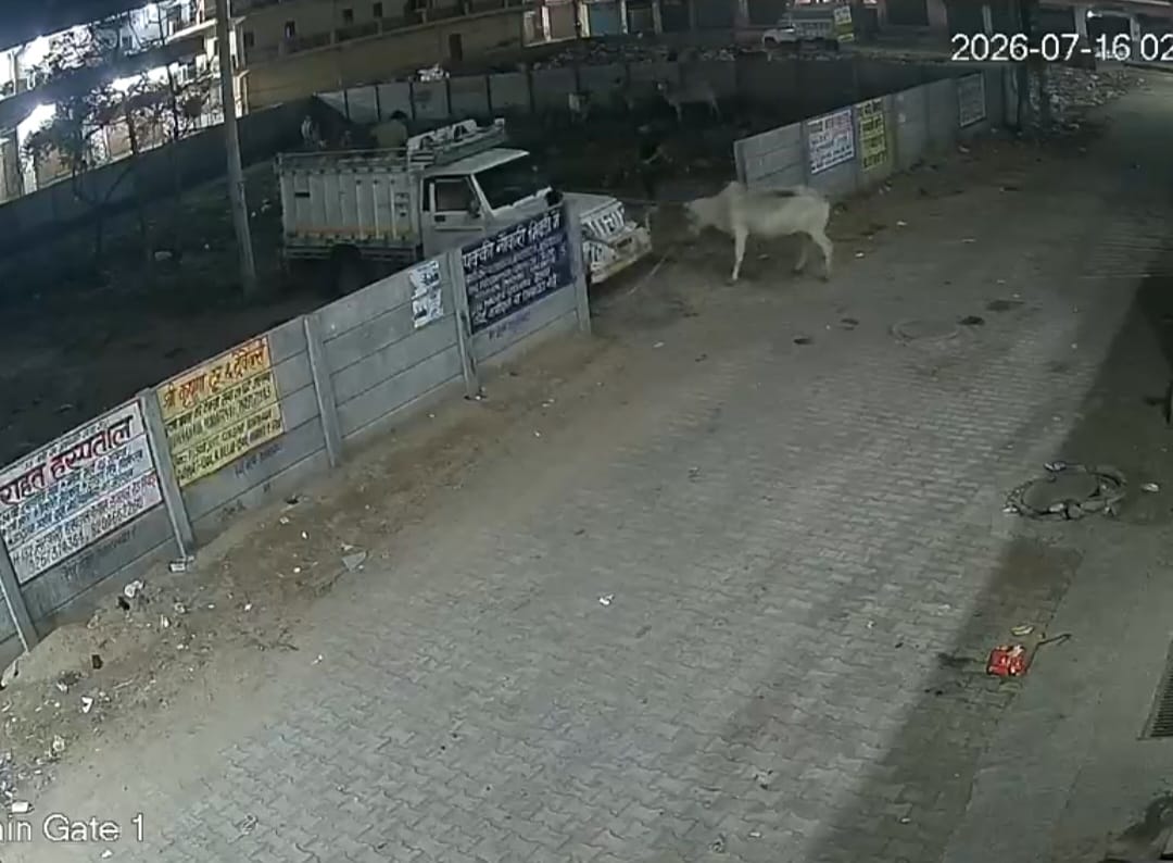 Thieves loaded six cows onto a pickup truck and drove away from Rampura village.