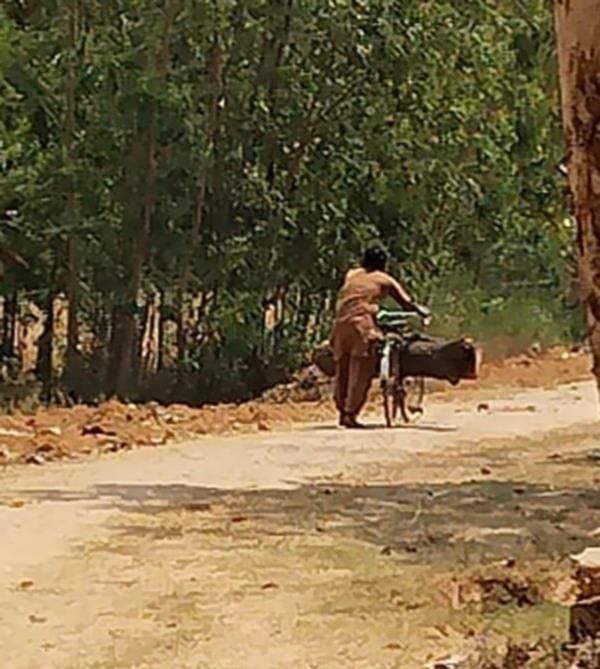 हरदत्तनगर गिरंट क्षेत्र में वन क्षेत्र से काट कर ले जा रहे लकड़ी।