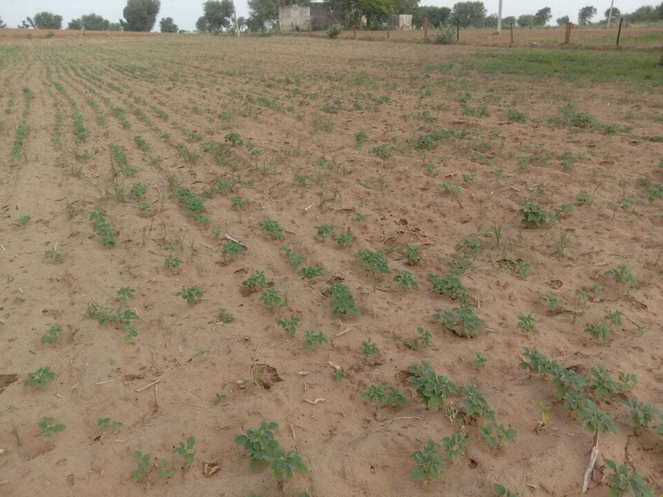 Angry clouds...drying fields, longing eyes, farmers forced to irrigate crops with underground water because of no rain