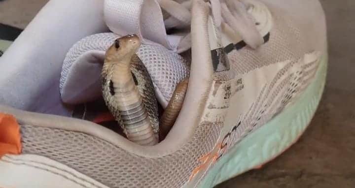 message of snake conservation was conveyed on World Snake Day highlighting that nature balance depends on sur
